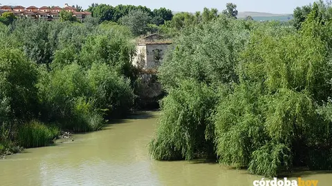 Sotos de la Albolafia y ribera del Guadalquivir