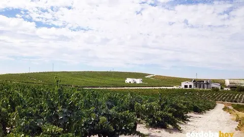 Vi&ntilde;edo de Bodegas El Monte