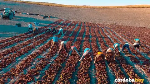 Paseras de Bodegas Robles