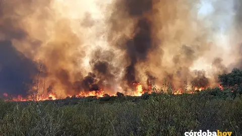 Incendio forestal en Espiel FOTO INFOCA