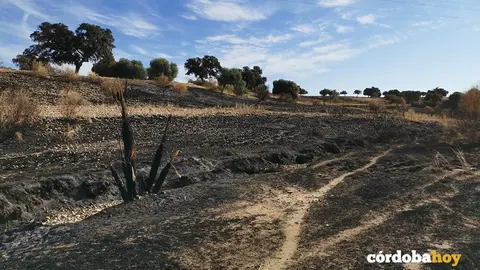 Paraje de La Dehesilla de Guadalc&aacute;zar tras el incendio de agosto