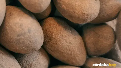 Bolitas de chocolate de Tearium