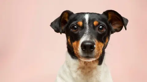 <p> Perro </p>