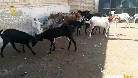 Maltrato animal en Aguilar de la Frontera