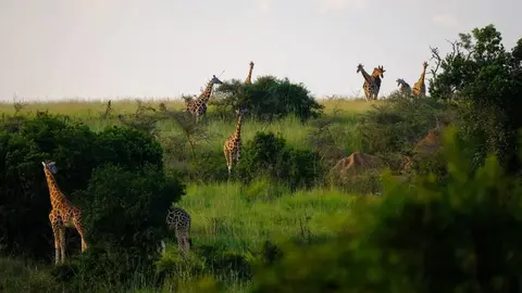 <p> El safari en Kenia: un viaje al coraz&oacute;n de la Naturaleza </p>