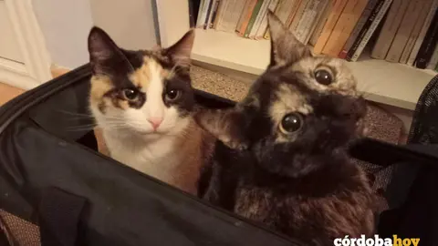 Las hermanas Cloe y Tokio