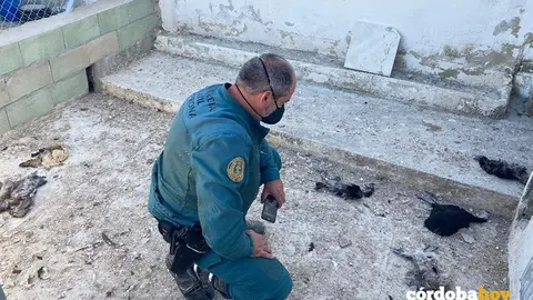 Maltrato animal en Lucena