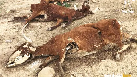 Reses muertas en Belmez. FOTO PACMA