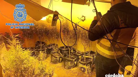 Plantaci&oacute;n 'indoor' desmantelada por la Polic&iacute;a Nacional