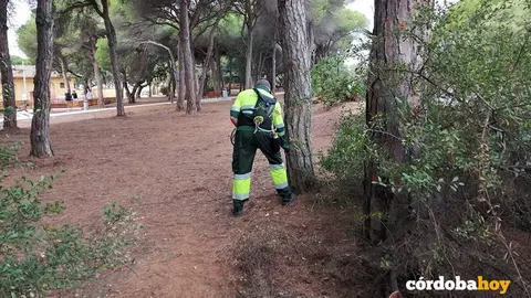 Actuaciones de prevenci&oacute;n contra la oruga procesionaria, en una imagen de archivo