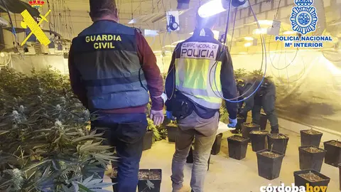 Plantaci&oacute;n de marihuana en Monturque
