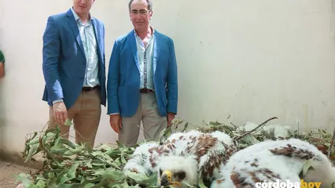 Los pollos de &aacute;guila imperial nacidos en el Zoo de C&oacute;rdoba