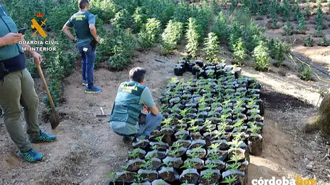Operaci&oacute;n 'Sierraverde' de la Guardia Civil