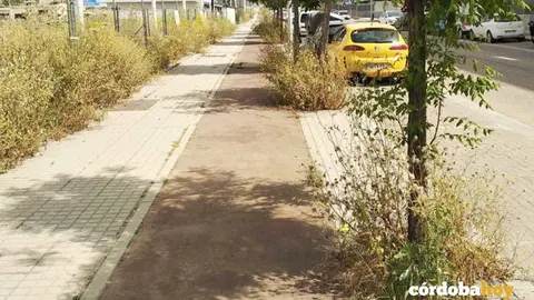 Vegetaci&oacute;n en los alcorques de Turru&ntilde;uelos