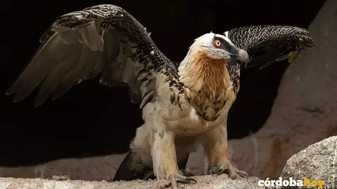 Quebrantahuesos del Zoo de C&oacute;rdoba FOTO ALFONSO ROLD&Aacute;N