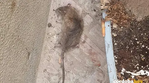 Rata negra muerta por un vecino de La Medina