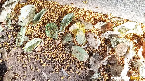Gusanos amarillentos acumulados en el suelo ca&iacute;dos desde los &aacute;rboles