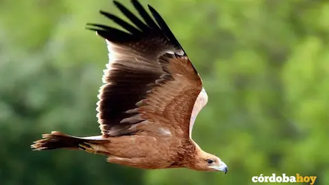 &Aacute;guila imperial ib&eacute;rica