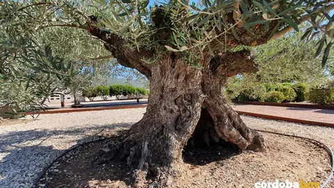 Olivos centenarios en Medina Azahara