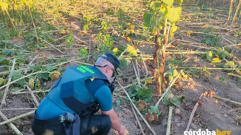 Un agente comprueba uno de los cebos envenenados en el campo de girasoles