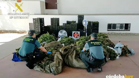 Marihuana aprehendida por la Guardia Civil en El Viso