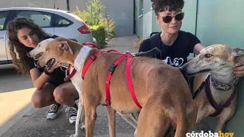 Los nueve galgos recuperados por Galgos del Sur