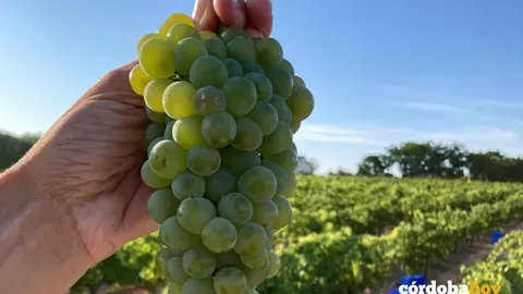 Cosecha de uva Pedro Xim&eacute;nez para espumosos en Bodegas Robles
