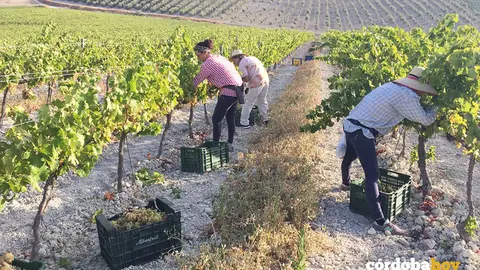 Cosecha de uva Pedro Xim&eacute;nez para espumosos en Bodegas Robles