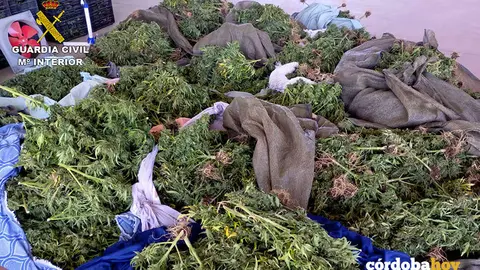 Marihuana localizada en un campo de ma&iacute;z de El Viso
