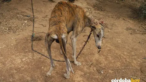 Galgo en Cabra
