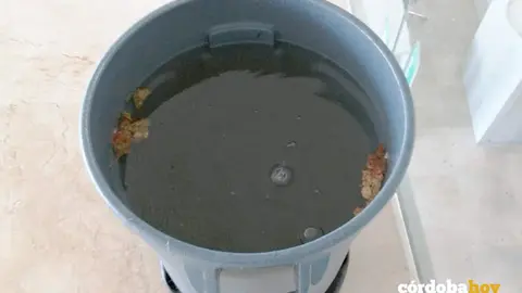 Recogida del agua en La Normal