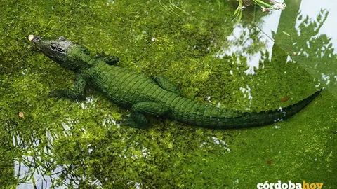 Centro de Conservaci&oacute;n Zoo de C&oacute;rdoba