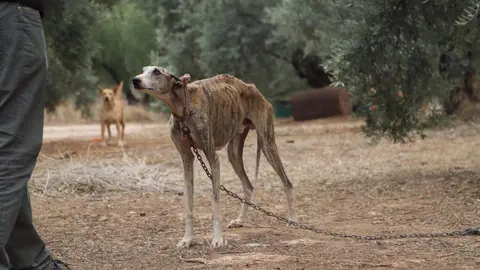 Galgo en los huesos