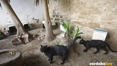 Colonia de gatos en el Casco Hist&oacute;rico