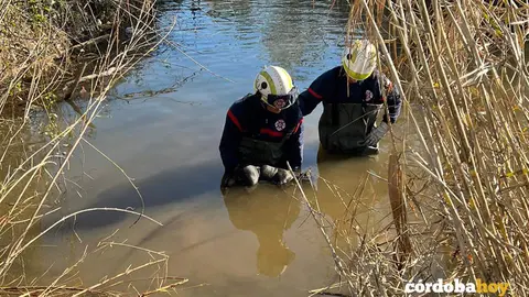 Intento de rescate de un perro en el arroyo Pedroche de C&oacute;rdoba