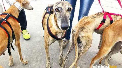 Animales recuperados por Galgos del Sur