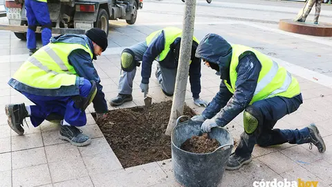 J&oacute;venes contratados para la limpieza y adecuaci&oacute;n de alcorques en la capital