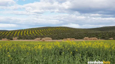 Campos de Morente, en el municipio de Bujalance