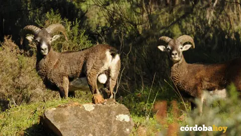 Coto Las Monteras en C&oacute;rdoba