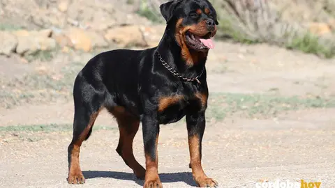 Un perro de raza Rottweiller FOTO MIROTTWEILER.COM.com