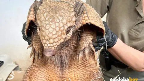 Uno de los armadillos del Zoo de C&oacute;rdoba
