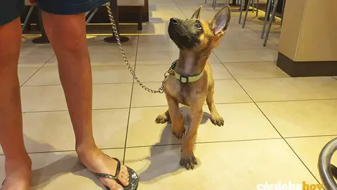 Un perro en un establecimiento de alimentaci&oacute;n