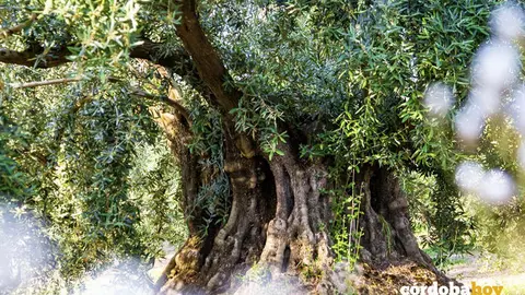 Olivo amparado por la DOP Priego de C&oacute;rdoba