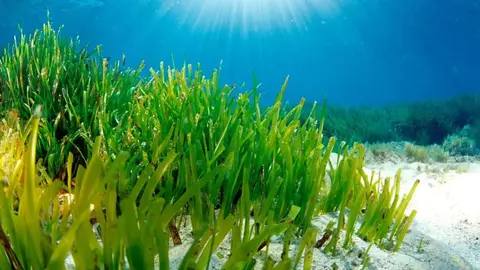 Posidonia oce&aacute;nica FOTO METEORED