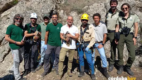 Anillamiento de alimoches en la provincia de C&oacute;rdoba