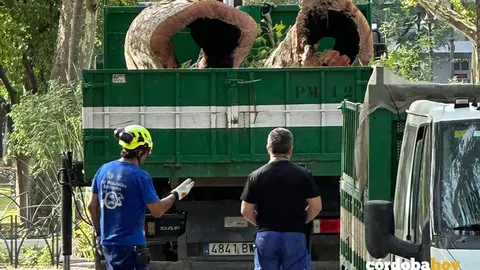 Talado y retirada de &aacute;rboles en C&oacute;rdoba FOTO PSOE DE C&Oacute;RDOBA