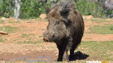 Un ejemplar de jabal&iacute;