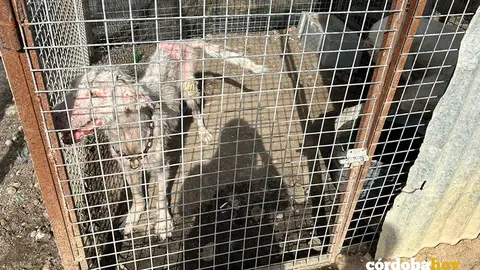 Algunos de los perros de la rehala localizados en C&oacute;rdoba