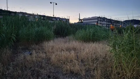 Vegetaci&oacute;n, basura y maleza seca en un solar aleda&ntilde;o al campo de f&uacute;tbol del Parque Figueroa, en una imagen de archivo
