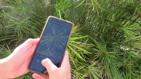 Tomando una fotograf&iacute;a de una planta para identificarla